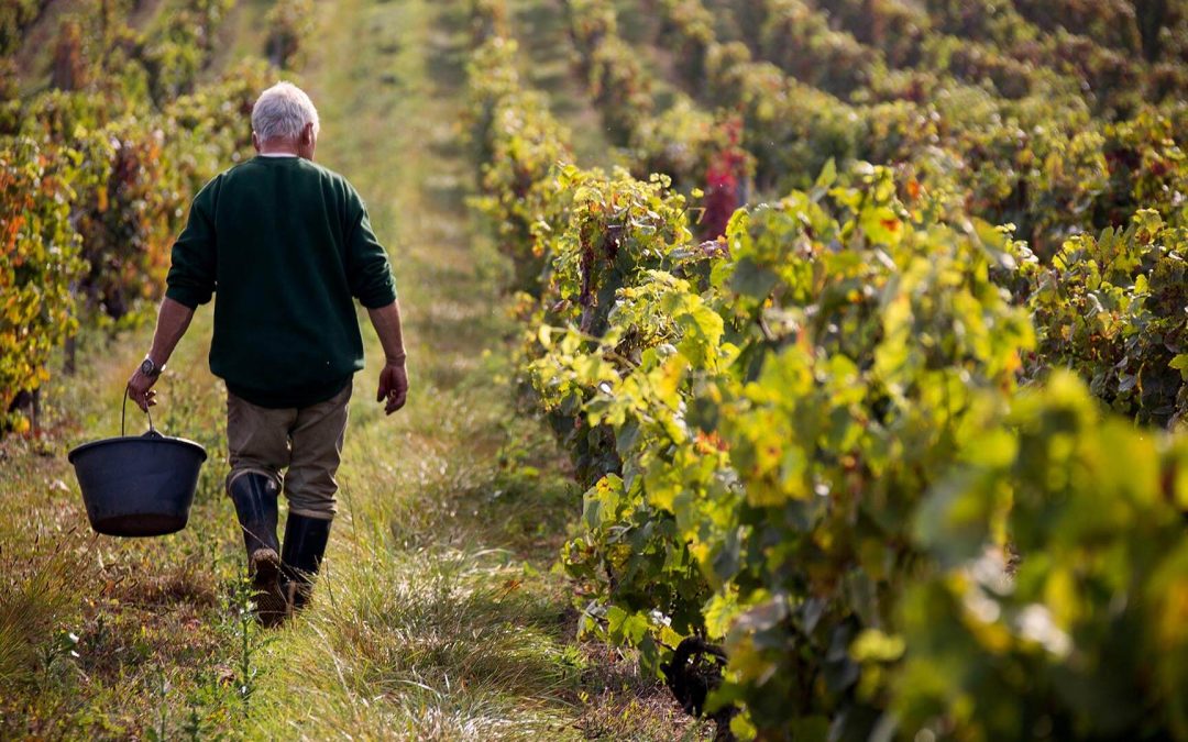 I segreti dei vitigni Marsanne e Clairette